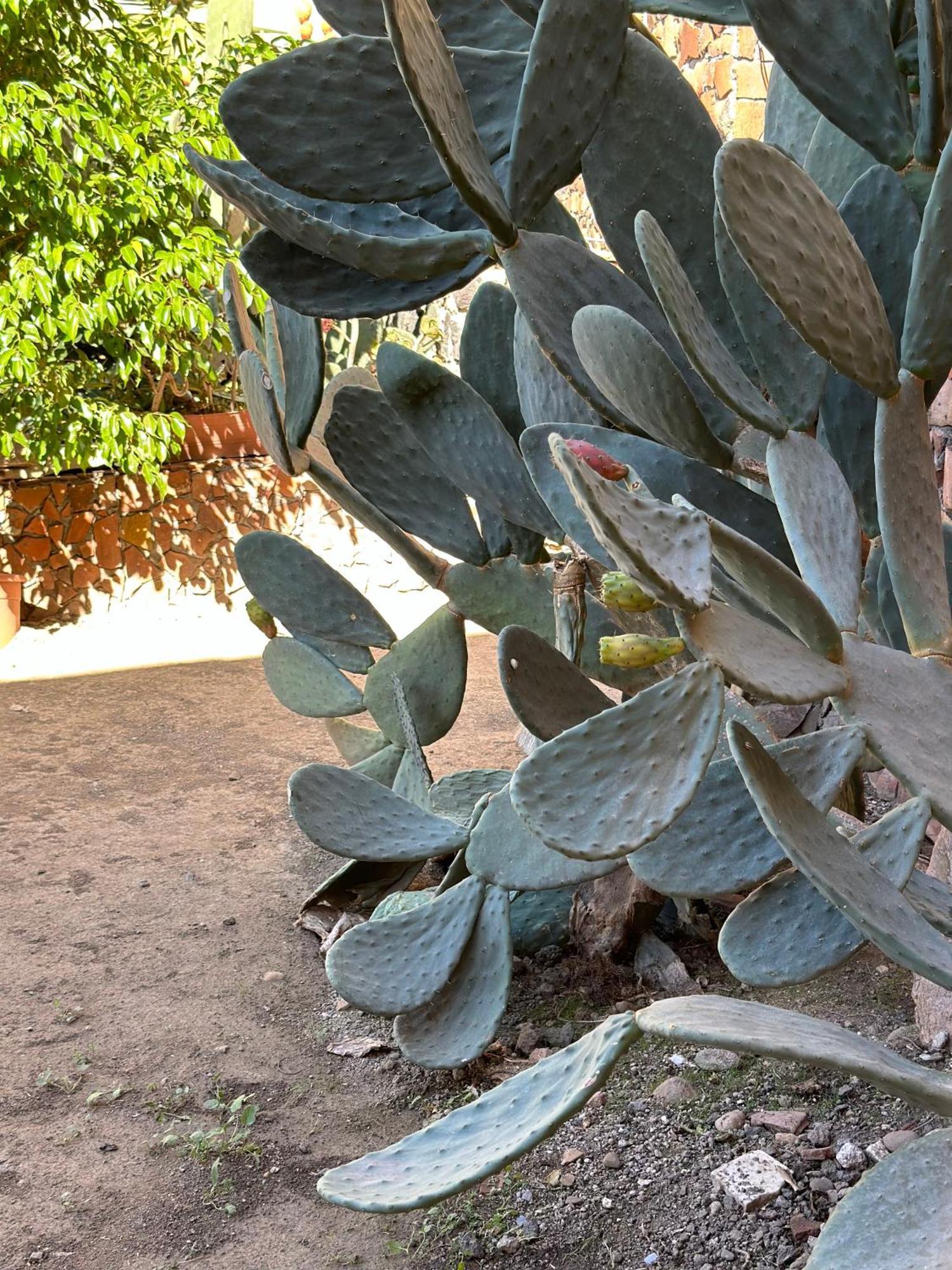 فيلا Garden Of Bitter كاتانيا المظهر الخارجي الصورة